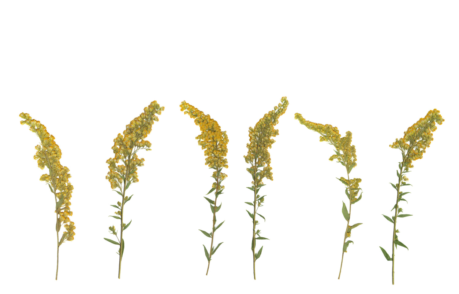 Dried goldenrod flowers, on a white background